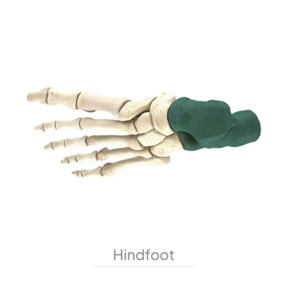 Hindfoot