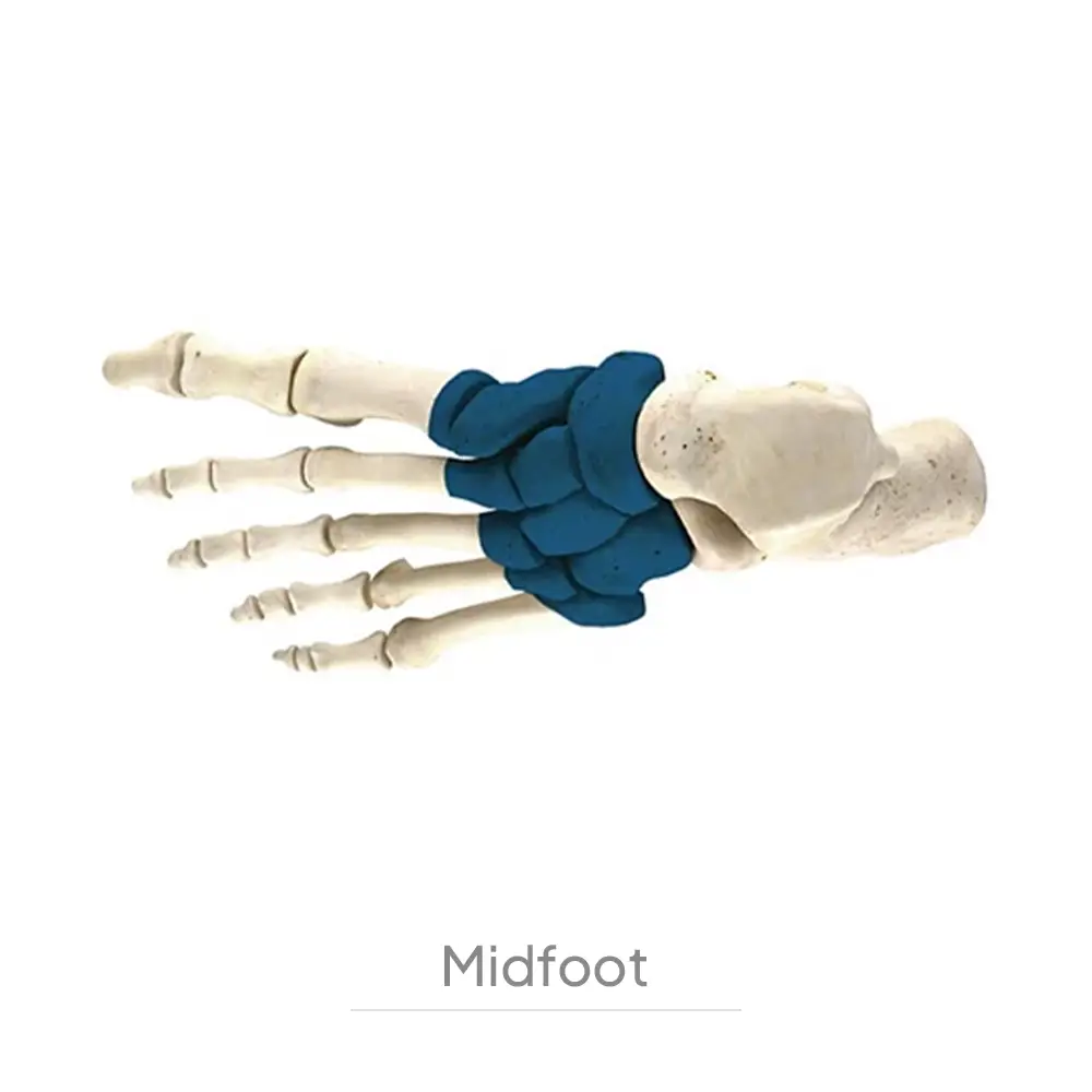 Midfoot-001